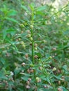 Medicinal plant grown in sri lanka