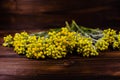 Medicinal plant helichrysum arenarium on wooden table
