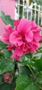 Medicinal plant- hibiscus rosa-sinensis
