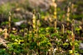 Medicinal plant horsetail on the background of glade Royalty Free Stock Photo