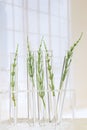 Medicinal plant Horsetail in test tubes Royalty Free Stock Photo