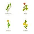 Medicinal plant icons set cartoon vector. Solomon seal panax rhodiola primrose Royalty Free Stock Photo