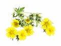 Medicinal Plant Isolated, Potentilla Reptans Royalty Free Stock Photo