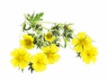 Medicinal Plant Isolated, Potentilla Reptans