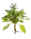 Medicinal plant isolated on white background: Borage or Starflower Borago officinalis whole plant flowering with stem, leaves, b