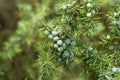 Medicinal plant - Juniperus communis