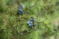 Medicinal plant - Juniperus communis