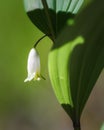 Kupena flower Polygonatum close-up