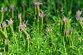 Lavender Lavandula blooms in the garden in the fall