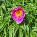 Medicinal plant Marin root or peony (lat. Paeonia anomala )