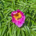 Medicinal plant Marin root or peony lat. Paeonia anomala Royalty Free Stock Photo