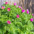 Medicinal plant Marin root or peony (lat. Paeonia anomala ) Royalty Free Stock Photo