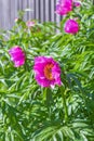 Medicinal plant Marin root or peony (lat. Paeonia anomala ) Royalty Free Stock Photo