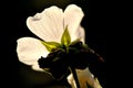 Medicinal plant marsh-mallow flower in backlit