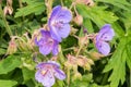 Medicinal plant Meadow geranium (Geranium pratense)