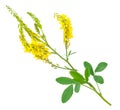 Medicinal plant: Melilotus officinalis