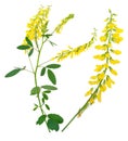 Medicinal plant: Melilotus officinalis (Yellow Sweet Clower) Royalty Free Stock Photo