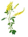 Medicinal plant: Melilotus officinalis (Yellow Sweet Clower) Royalty Free Stock Photo