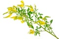 Medicinal plant: Melilotus officinalis (Yellow Sweet Clower) Royalty Free Stock Photo