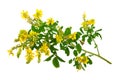 Medicinal plant: Melilotus officinalis (Yellow Sweet Clower) Royalty Free Stock Photo