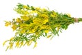 Medicinal plant: Melilotus officinalis (Yellow Sweet Clower) Royalty Free Stock Photo