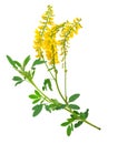 Medicinal plant: Melilotus officinalis Yellow Sweet Clower