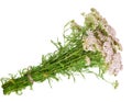 Medicinal plant. Milfoil Royalty Free Stock Photo