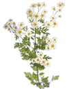 Medicinal plant from my garden: Tanacetum parthenium feverfew flowers and leafs isolated on white background side view