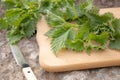 Medicinal plant nettle fresh on a cutting board