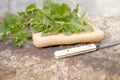 Medicinal plant nettle fresh on a cutting board