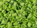 Medicinal plant nettle texture background Royalty Free Stock Photo