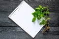 Medicinal plant nettle Urtica dioica and notebook