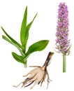 Medicinal plant: Orchid - Dactylorhiza fushsii