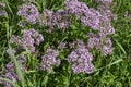 Medicinal plant oregano in a meadow.