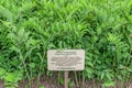 Medicinal plant Polygonatum odoratum