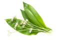 Medicinal plant ramson (allium ursinum)