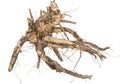 Medicinal plant. The root of elecampane Royalty Free Stock Photo