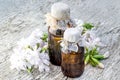 Medicinal plant Saponaria officinalis and pharmaceutical bottle