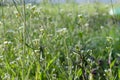 Medicinal plant-Shepherd's bag-grows in the spring garden