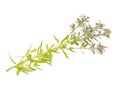 Medicinal plant: Thymus marschallianus