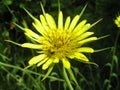 Medicinal plant Tragopogon and Bee