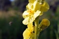 Verbascum thapsus or Bear`s ear - a plant in the form of a candle with large yellow flowers