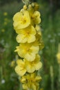 Verbascum thapsus or Bear`s ear - a plant in the form of a candle with large yellow flowers