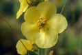 Verbascum thapsus or Bear`s ear - a plant in the form of a candle with large yellow flowers