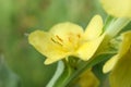 Verbascum thapsus or Bear`s ear - a plant in the form of a candle with large yellow flowers