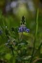 Medicinal plant Veronica chamaedrys in spring
