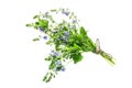 Medicinal plant Veronica Chamaedrys on a white background