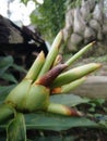 This is a medicinal plant whose stem is similar to galangal.