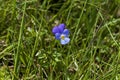 Medicinal plant wild pansy violet flowering in glade