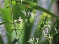 Plantas crear, indio blanco flores en árbol hierba planta contra 